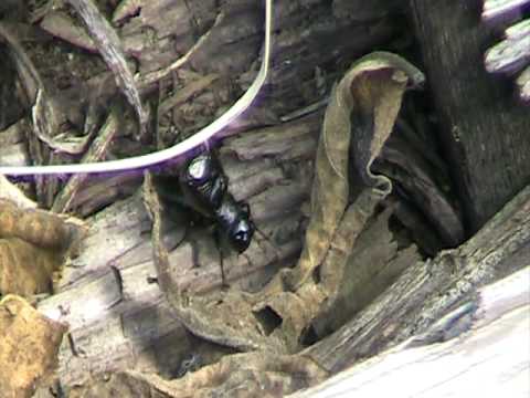 Field Cricket (Gryllidae: Gryllus) Male Singing