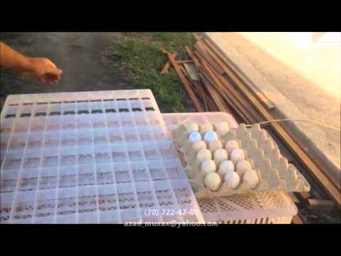 1000 yumurtalıq inkubtor
