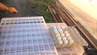 1000 yumurtalıq inkubtor