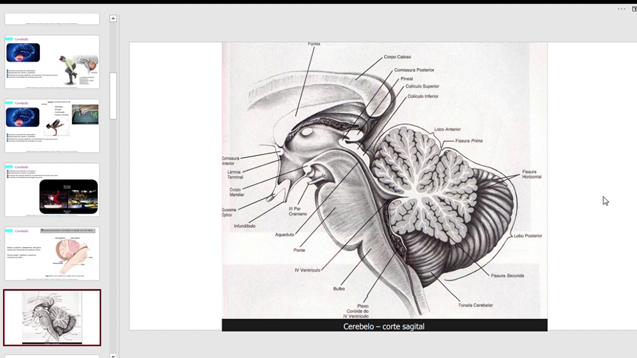 Neurofisiologia: Cerebelo e Núcleos da Base no Controle Motor