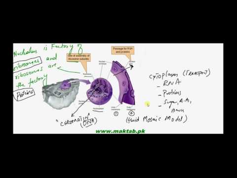 FSc Biology Book1, CH 4, LEC 17: Nucleus – Chromatin and Chromosomes