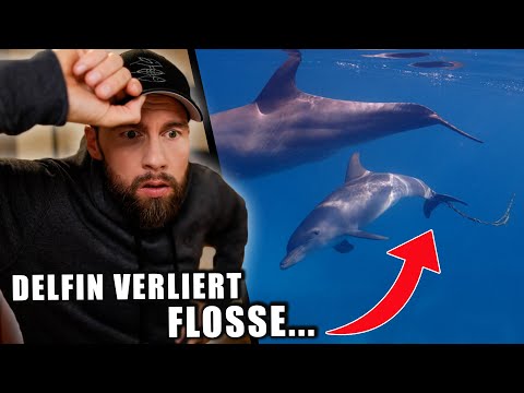 Delfin in Lebensgefahr! - Fischerseil schneidet Flosse ab... | Robert Marc Lehmann