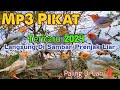 Pikat Prenjak Kepala Merah Ribut Memanggil Prenjak Liar Paling Ampuh ️