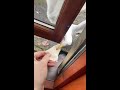 Day 1 Of Feeding My Pet Seagull To Gain His Trust
