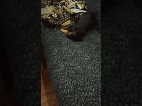 Пьяная собака!!!😹😹😹