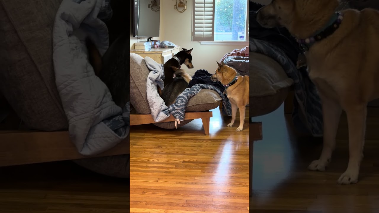 Enlarge Misty, a Adoptable mixed breed in Upland, CA video 6/6