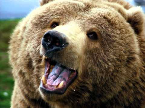 Grizzly Man Soundtrack ~ Tim & The Bears [Cooking Vinyl]