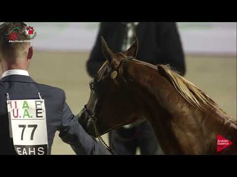 N 77 ASELAH AL HAWAJER   UAE Nationals 2019