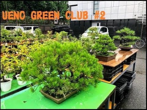Bonsai Shops at Ueno Green Club -Tokyo 2019 (PART 2)