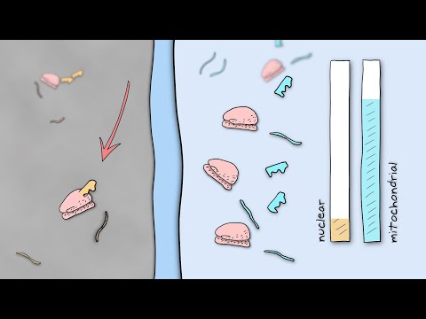 How Mitochondria and the Cell Nucleus Coordinate to Create Proteins
