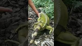 Download lagu Musim Kawin • Hijau x Hijau #iguana #iguanaindonesia #greeniguana #ternakiguana #syahnamriv mp3