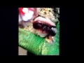 Melleri Porn Procreation Close Up