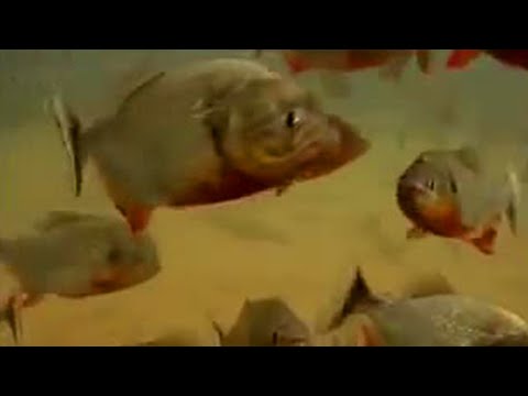 Frenesi de alimentação de peixes piranhas! | Selva | BBC Studios