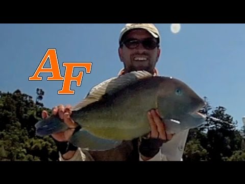 Permit's Fly Fishing Videos