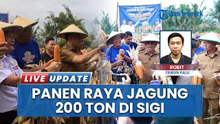Gubernur Sulawesi Tengah Anwar Hafid Hadiri KKJST Panen Raya Perdana Jagung di Desa Bora Sigi