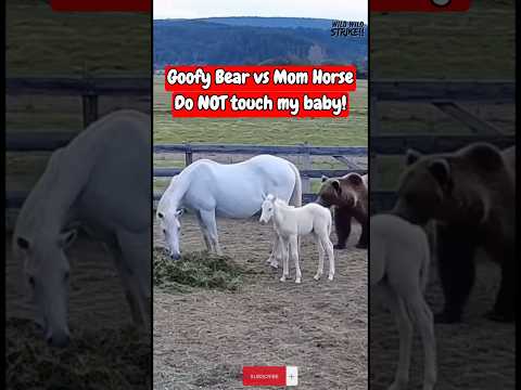 바보곰: 망아지 건드렸다가 엄마말에게 참교육 | Bear Messes with a Foal and gets Taught a Lesson | バカ熊: 子馬に手を出してママ馬に制裁される
