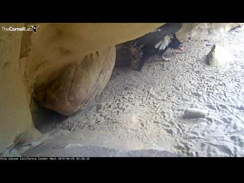 Male Condor #262 Leaves Nest Cavity After Cuddling With Chick – June 5, 2019
