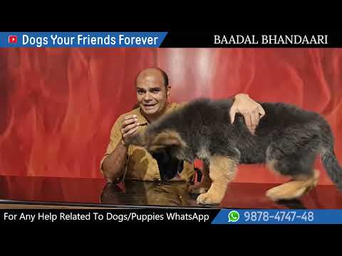 What To Feed Your German Shepherd - Step By Step Guide By Baadal Bhandaari