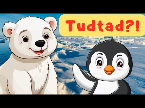 Pingvinek és Jegesmedvék – Hogyan Élnek a Fagyos Sarkokon? | Ismeretterjesztő Videó Gyerekeknek