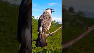 Download lagu Kutilang Gacor Fighter #kutilanggacor mp3 Download lagu Kutilang Gacor Fighter #kutilanggacor mp3