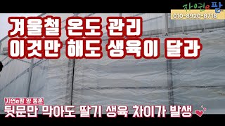 딸기 겨울 재배 뒷 부분 생육이 불안해?? 대부분 그런 문제가...작은 팁 하나 공개합니다. 크리스마스 이브…