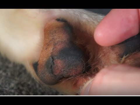 How To | Treat a Cut Paw Without The Vets! 🐾