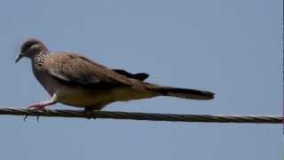preview picture of video 'Spotted Dove (Spilopelia chinensis) / Perlhalstaube [1]'