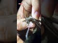 Tell me in the comments which biting insect is this? #wildlife #snake #babyanimal #nature #google