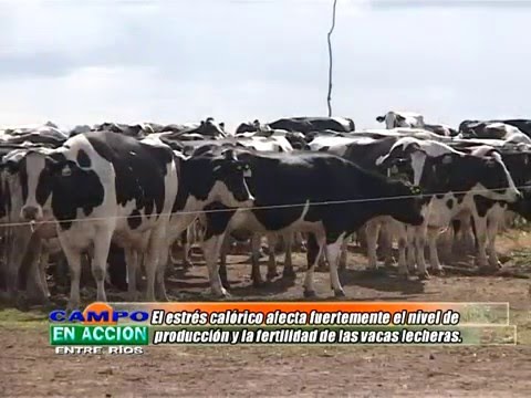 , title : 'Wilton Trossero - Estrés calórico en vacas lecheras'