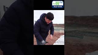 올해 겨울 추웠다 마늘 작황은 어떨까??? 이거 보다 못하면.... 겨울 …