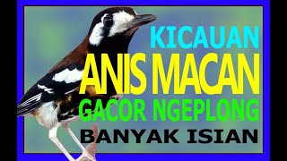 Download lagu KICAUAN ANIS MACAN GACOR NGEPLONG BANYAK ISIAN mp3