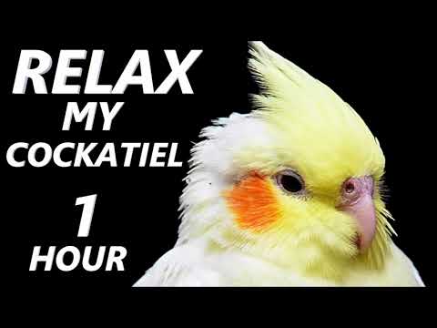 Relax Your Cockatiel | Calming Music for Cockatiels