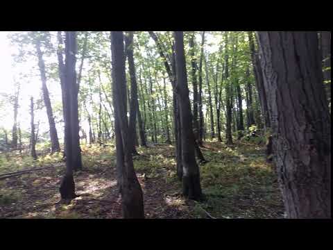 View of site T07 through the woods.