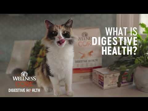 CATS: What Does Digestive Health Mean for Them?