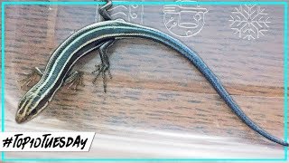 Catching Reptiles | Nominate The BEST Homestead Recipes