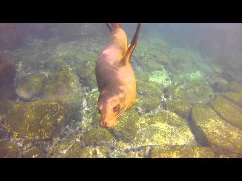 Snorkeling with Sea Lion at San Cristobal
