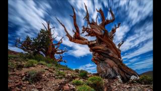 thegiornalisti -  gli alberi - unofficial video edit