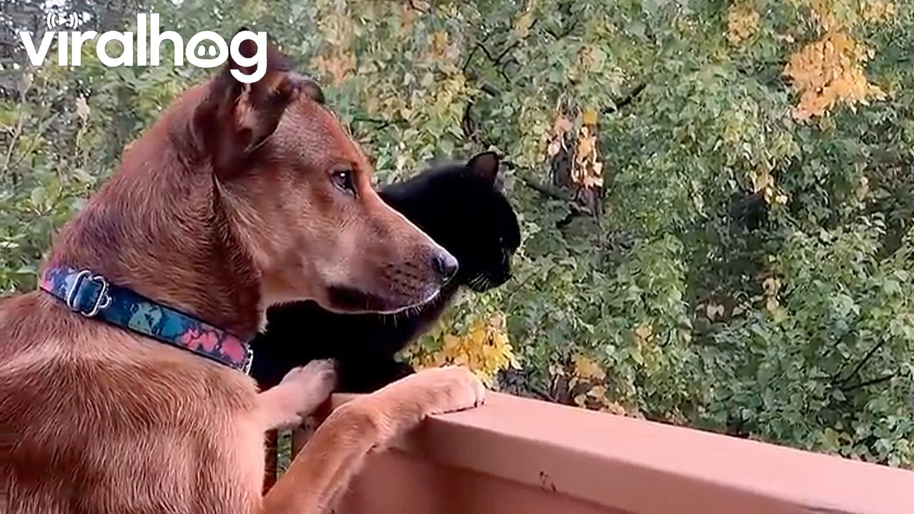 Cat and Dog Confounded by Magpie || ViralHog