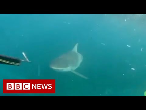オーストラリアのティーンエイジャーが「怖い」サメ遭遇を撮影 - BBC ニュース (Australian teenagers film 'scary' shark encounter - BBC News)
