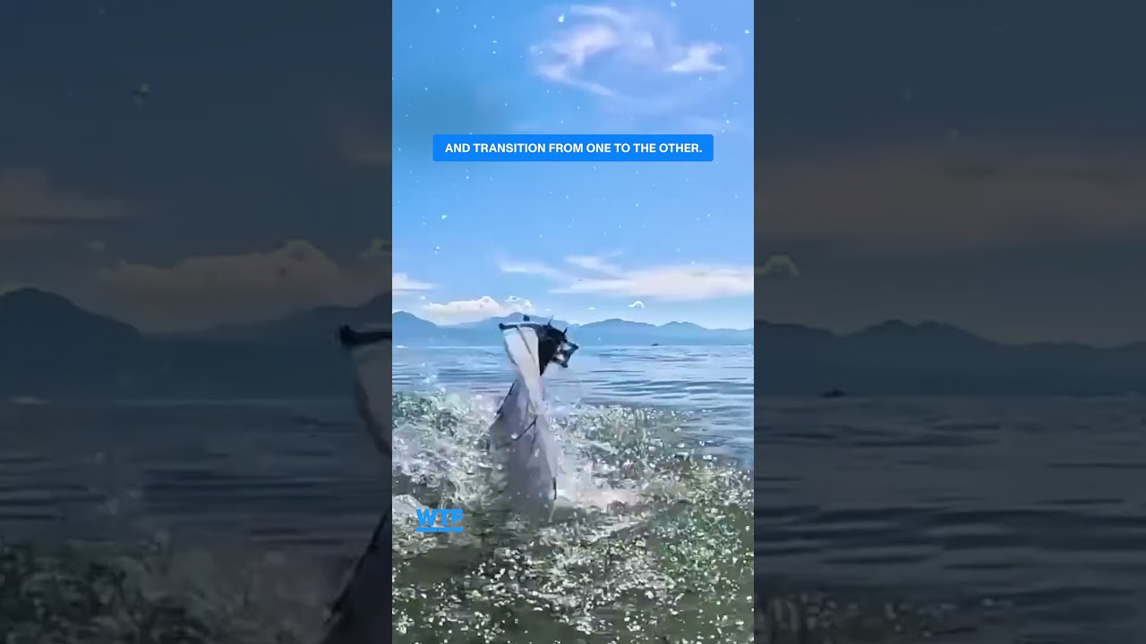 A Robot That Can Fly and Swim Like a Bird
