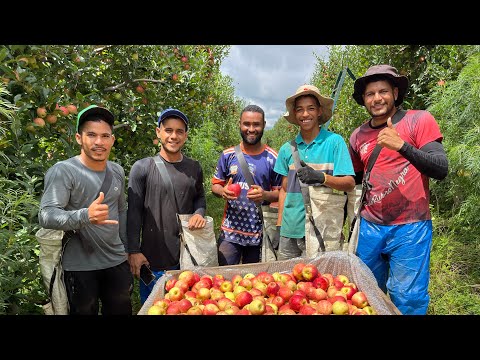 COLHEITA DA MELHOR MAÇA DO MUNDO EM SÃO JOAQUIM SANTA CATARINA
