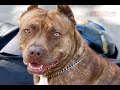 American Staffordshire Terrier - American Staffordshire Terrier 