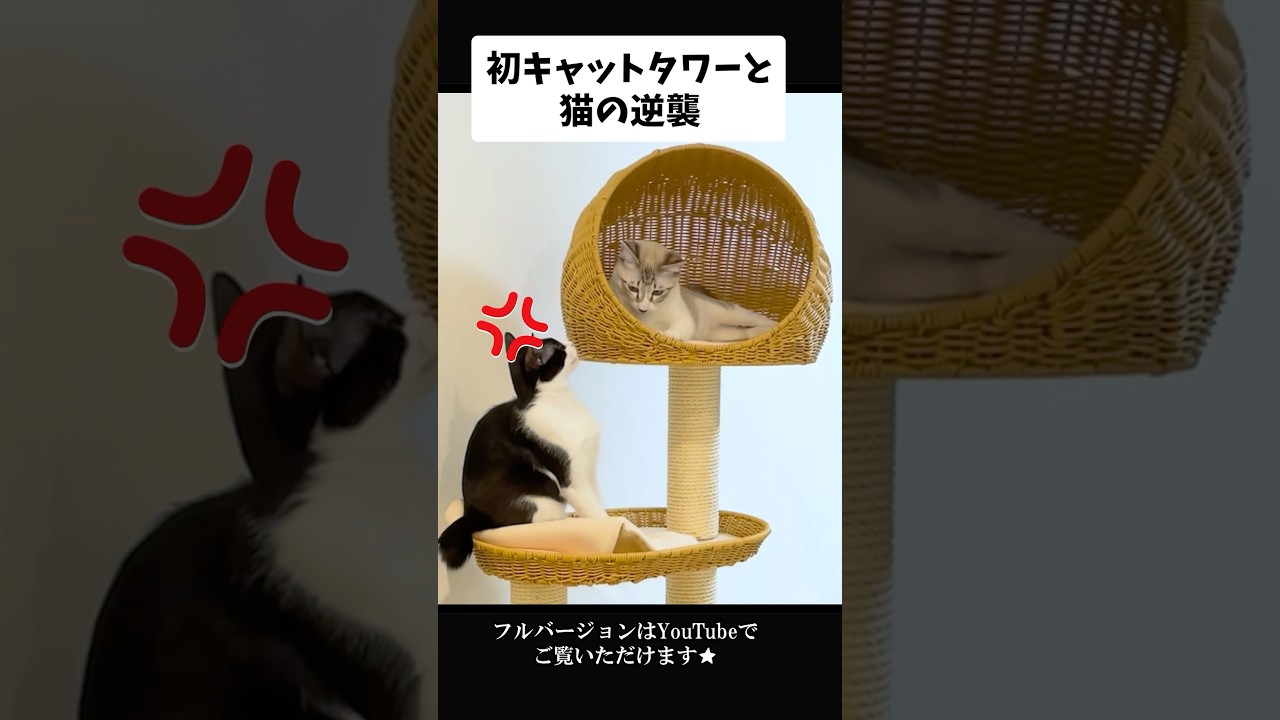 猫パンチくらった顔が最高に傑作 #猫動画 #cat #かわいい