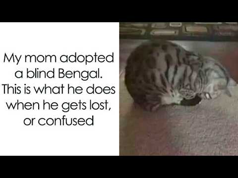 Funny Cat Memes That Prove Cats Are Secretly Awesome 😂🐱