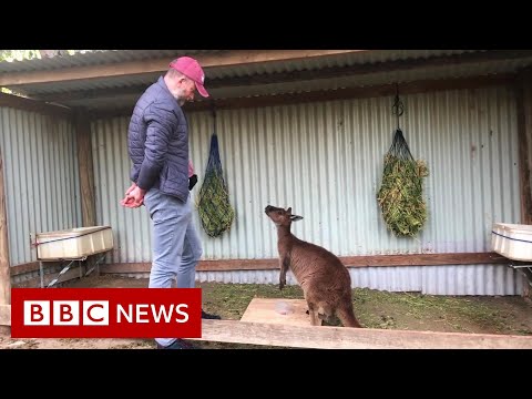 カンガルーは人間と「コミュニケーション」することができます。 (Kangaroos can 'communicate' with humans, study finds - BBC News)