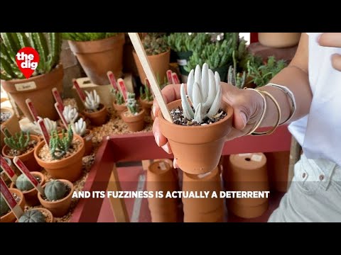 Tula House: Greenpoint's immersive plant shop is a destination for discovery