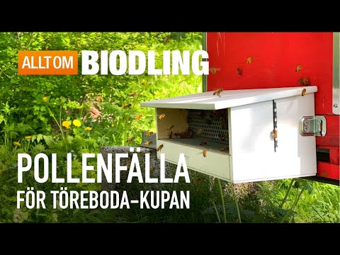 Pollenfälla för Töreboda-kupan | Skörda bipollen