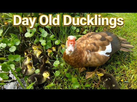 Meeting Mom's Ducklings || Muscovy Ducks