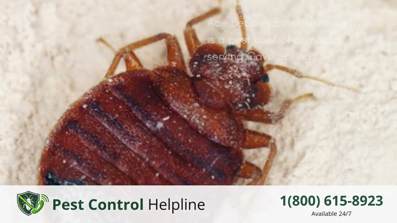 Top 3 Pest Control in Cave Spring