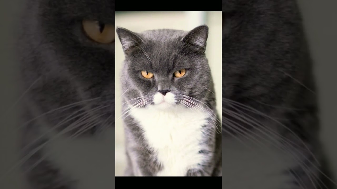 Angry cat picture #animals #anime #cat #catlover #bestcatvideos #browncat #whitecat